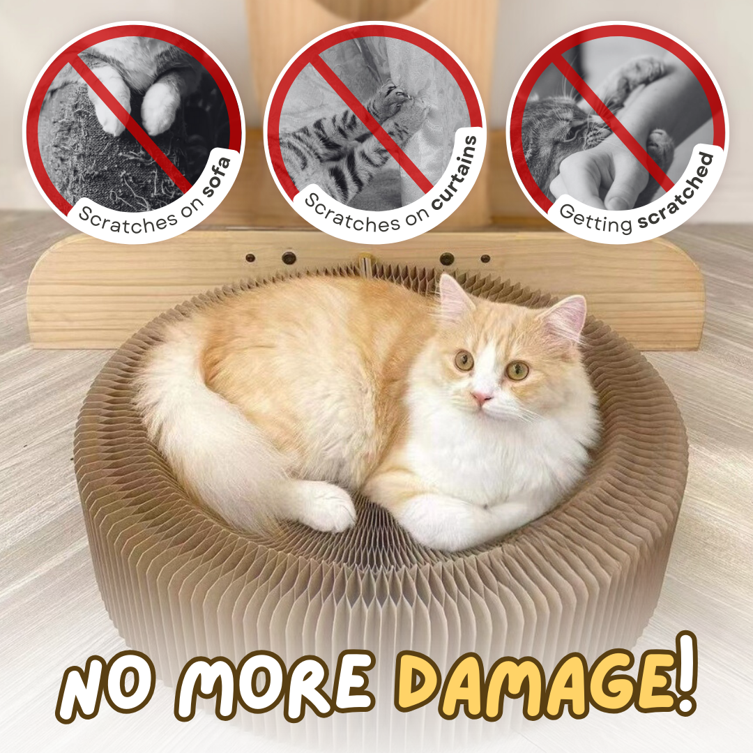 Cozy Cat Scratcher Lounge: Durable, Lightweight, Compact Design-Cat Scratcher Bed-2-Colydia