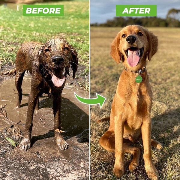 Dog Bathing Made Easy: 8-Mode Hose Sprayer with Soap Dispenser-Dog Bathing Hose Sprayer-2-Colydia