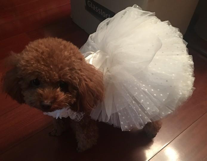 Luxurious Tulle Pet Wedding Gown with Exquisite Floral Design Collar-Pet Wedding Dress-9-Colydia