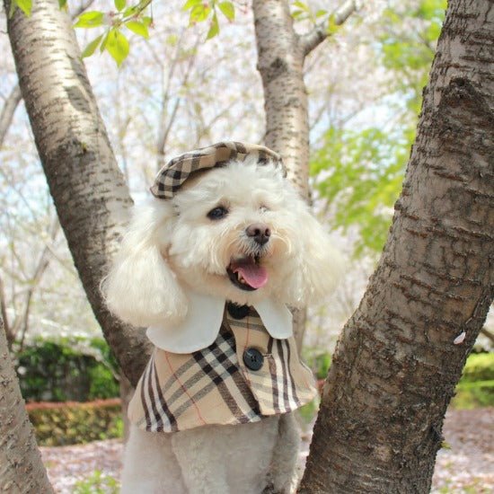 Plaid Pet Coat & Beret Set for Cats and Dogs - Trendy & Chic Design-Pet Apparel Set-6-Colydia