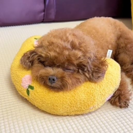 Pet Anxiety Relief Pillow for Ultimate Canine Comfort-Pet Anxiety Relief Pillow-1-Colydia