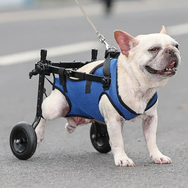 Adjustable Disabled Cat Cart for Enhanced Mobility & Comfort-Pet Mobility Cart-3-Colydia