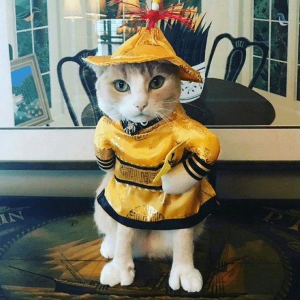 Ancient Emperor Costume for Pets - Luxurious Cosplay Outfit for Cats & Dogs-Pet Costume-1-Colydia