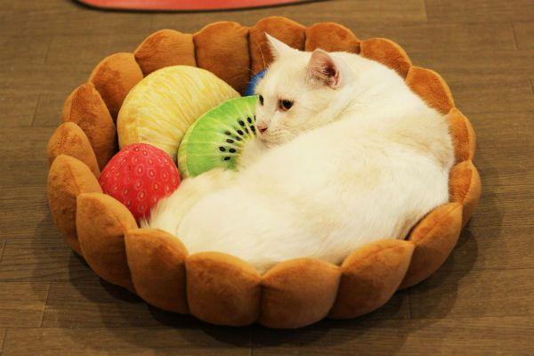 Colorful Fruit Tart Pet Bed with Detachable Pillow Toys-Pet Bed-4-Colydia