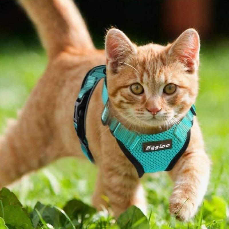 Ultra-Comfortable Cat Walking Harness - Lightweight & Safe Design-Cat Harness-1-Colydia