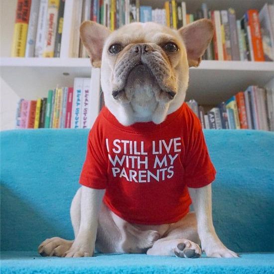 Funny Pet Tee for Cats & Dogs - "I Still Live With My Parents" Design-Pet Apparel-2-Colydia