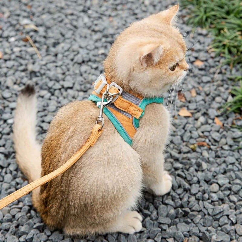 Reflective Leash & Harness for Cats with Night Safety Strips-Cat Harness and Leash-6-Colydia