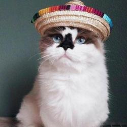 Fiesta Fun Cat Sombrero Hat - Straw Braid, Silicone, Adjustable Strap-Pet Costume Accessory-1-Colydia