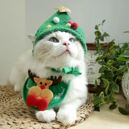 Holiday Pet Costume Bundle: Christmas Hat & Bibs for Cats/Dogs-Pet Costumes-Combo Green-L-6-Colydia