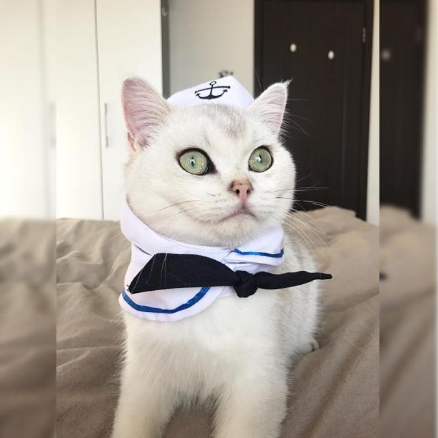 Adjustable Sailor Costume with 26-31 cm Neck Fit - Nautical Attire-Pet Costume-1-Colydia