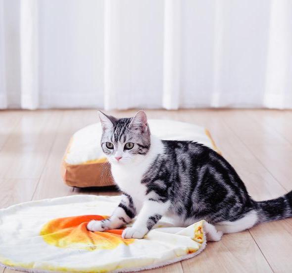 Cozy Sunny Side Up Egg Pet Mat Blanket for Cats & Small Dogs-Pet Mat/Blanket-3-Colydia