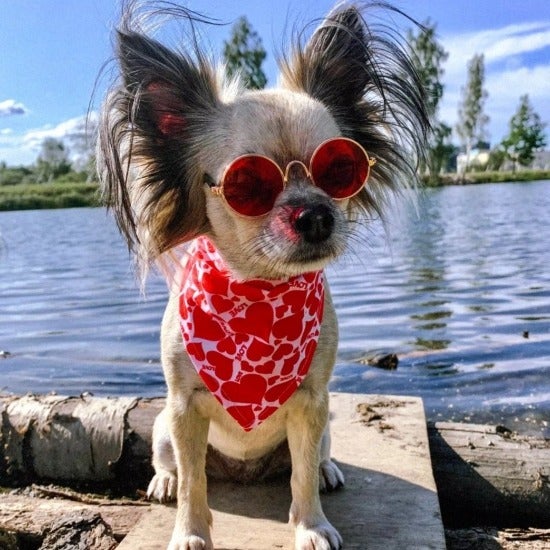 Pet Valentine's Bandana for Cats & Small Dogs - Polyester, Small to Medium-Pet Accessory-1-Colydia